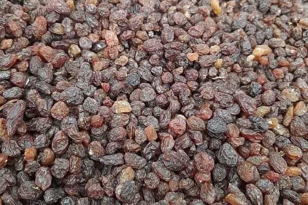 تصویر 2 از قیمت خرید کشمش آفتابی ملایر + فروش ویژه